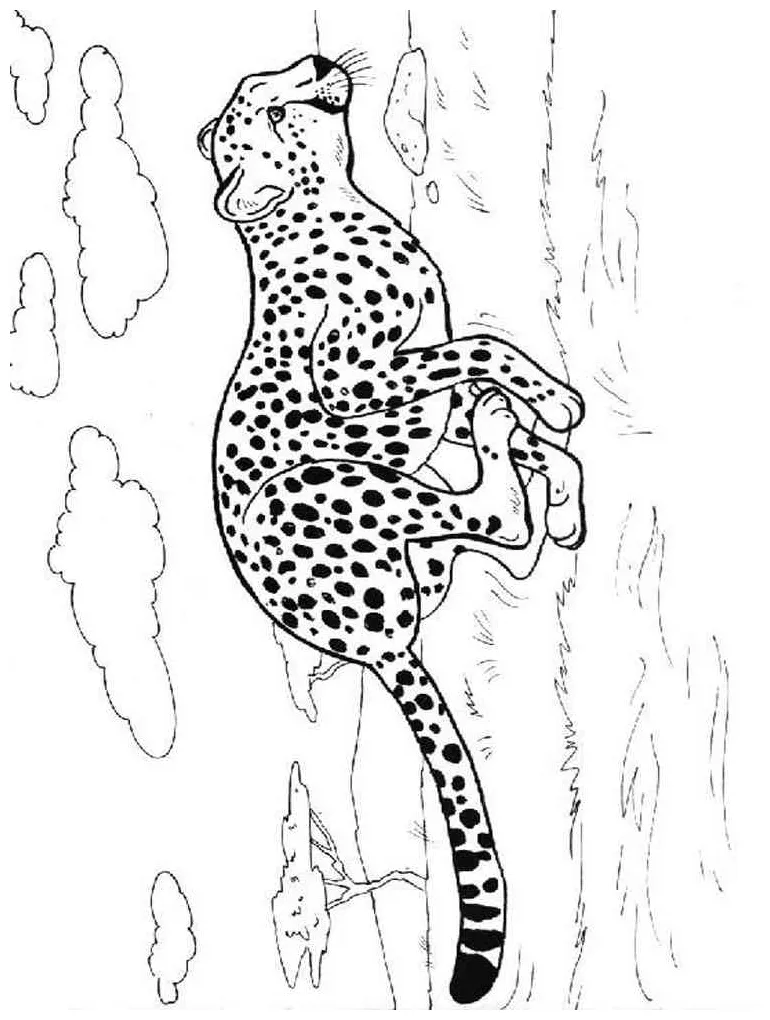 Cheetah running fast coloring page