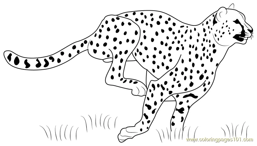 Cheetah running coloring page for kids free cheetah printable