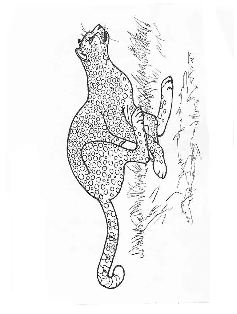 Fast cheetah coloring page printable coloring page