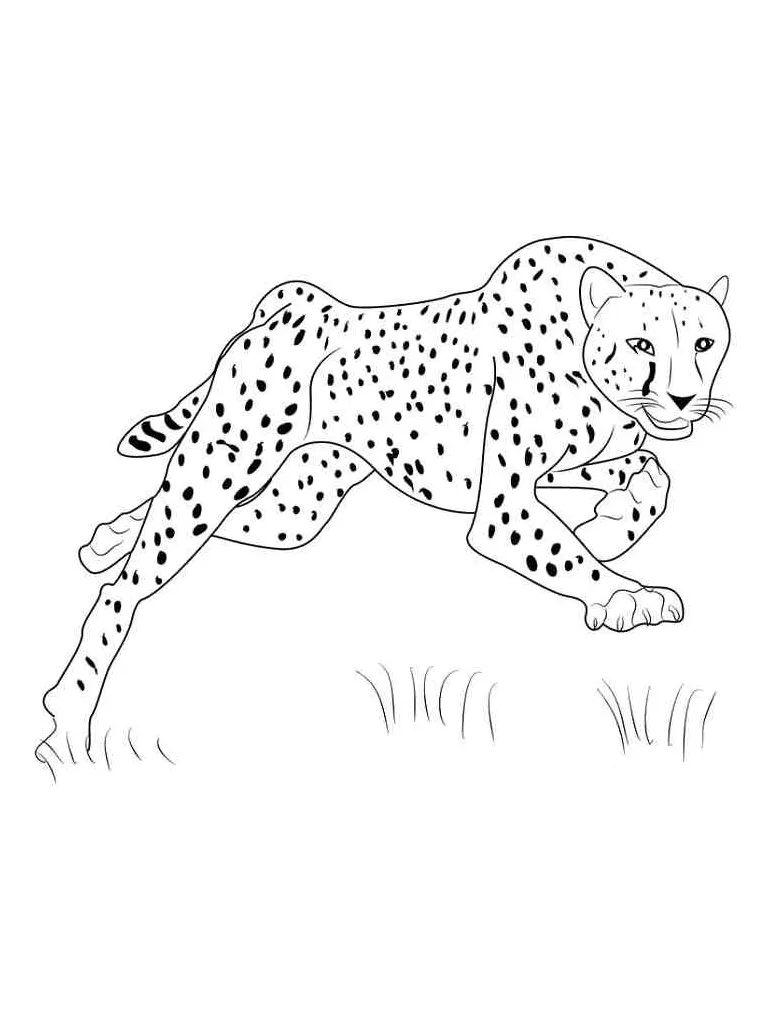 Running cheetah coloring page printable coloring page