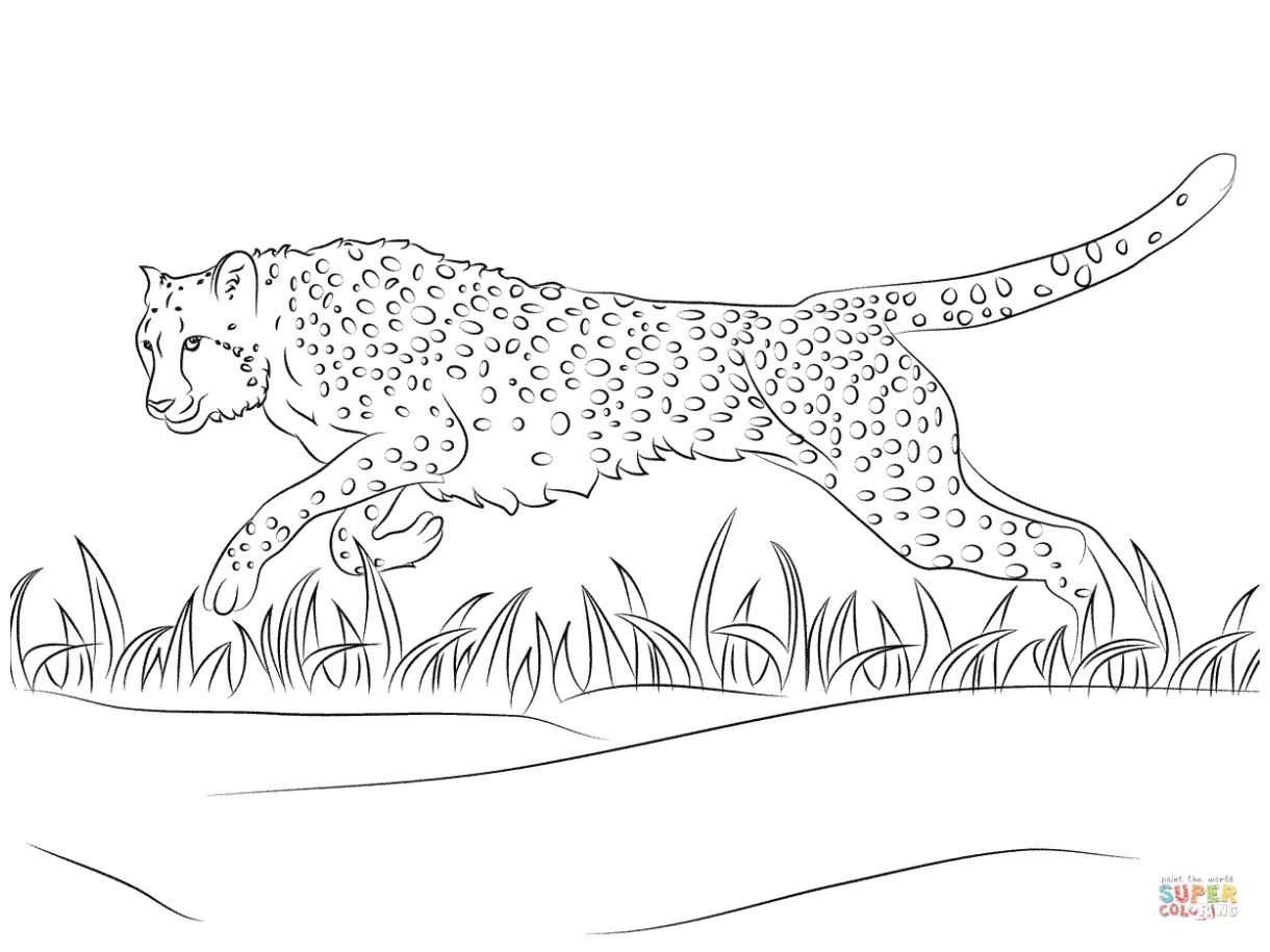 Cheetah runs coloring page free printable coloring pages