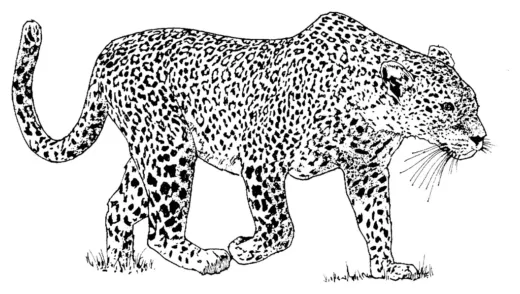 Cheetah artistic spots coloring page » turkau