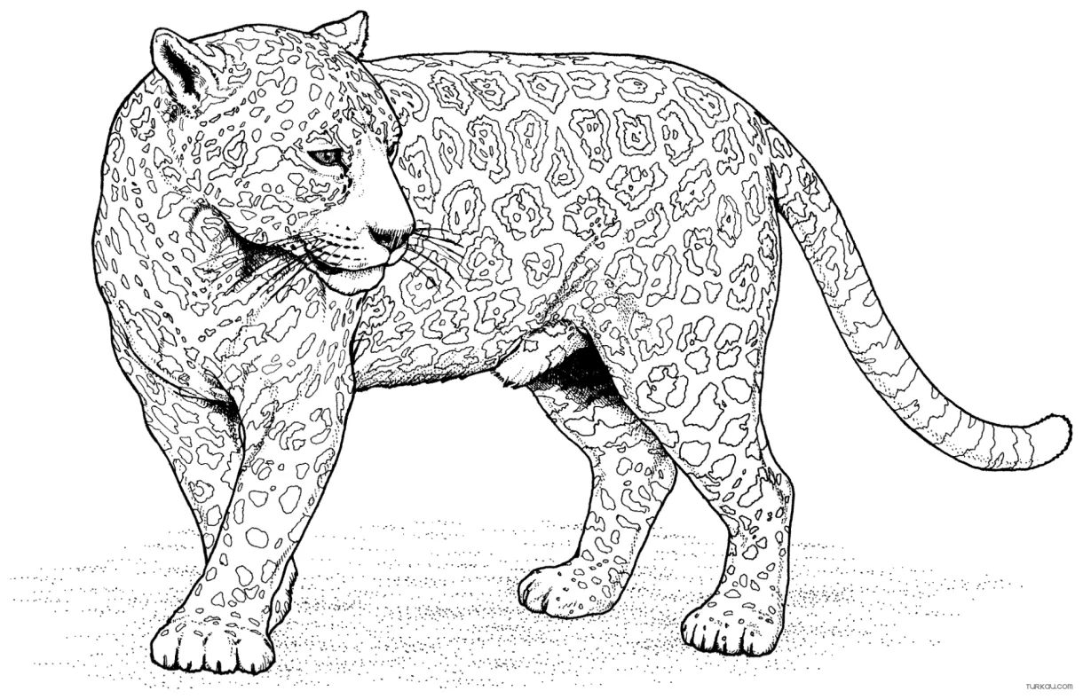 Cheetah artistic spots coloring page » turkau