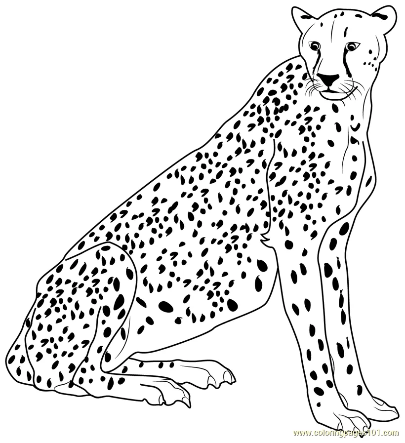 Cheetah printable coloring pages coloring home