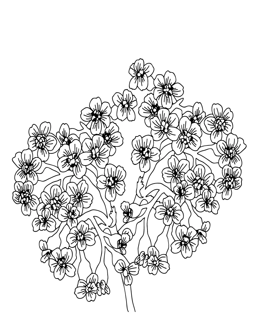 Cherry Blossom coloring page-13