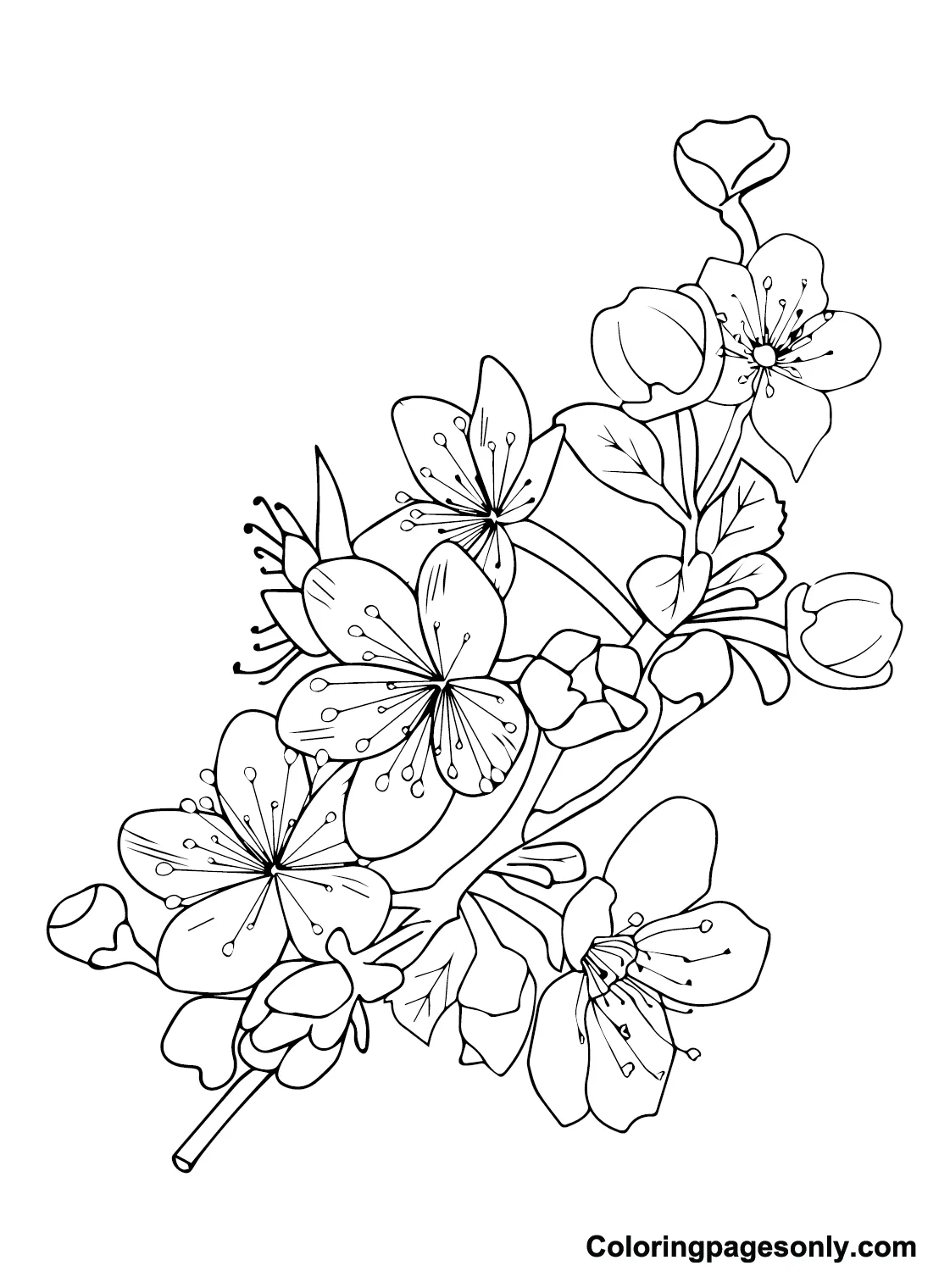 Cherry blossom to download coloring page free printable coloring pages