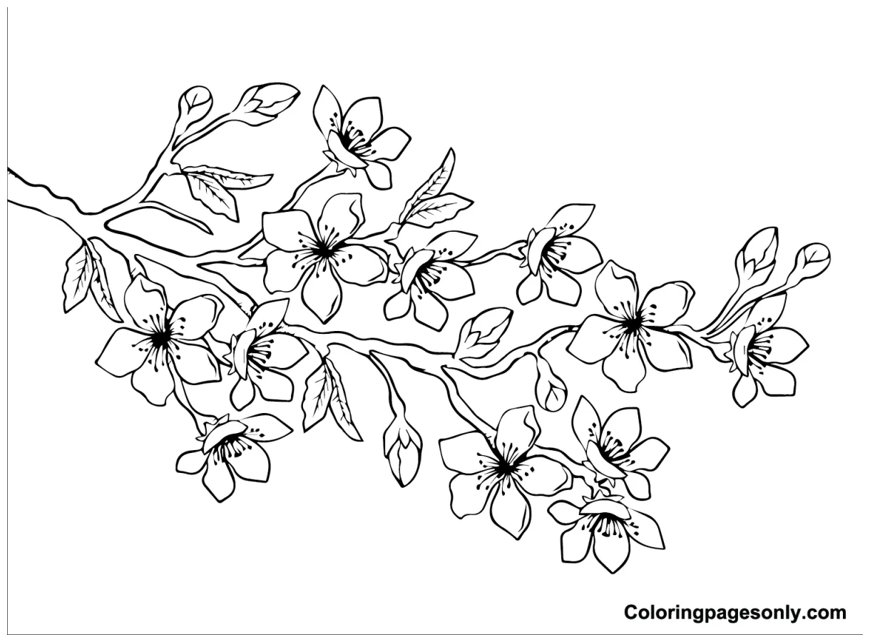 Cherry blossom japan coloring page free printable coloring pages
