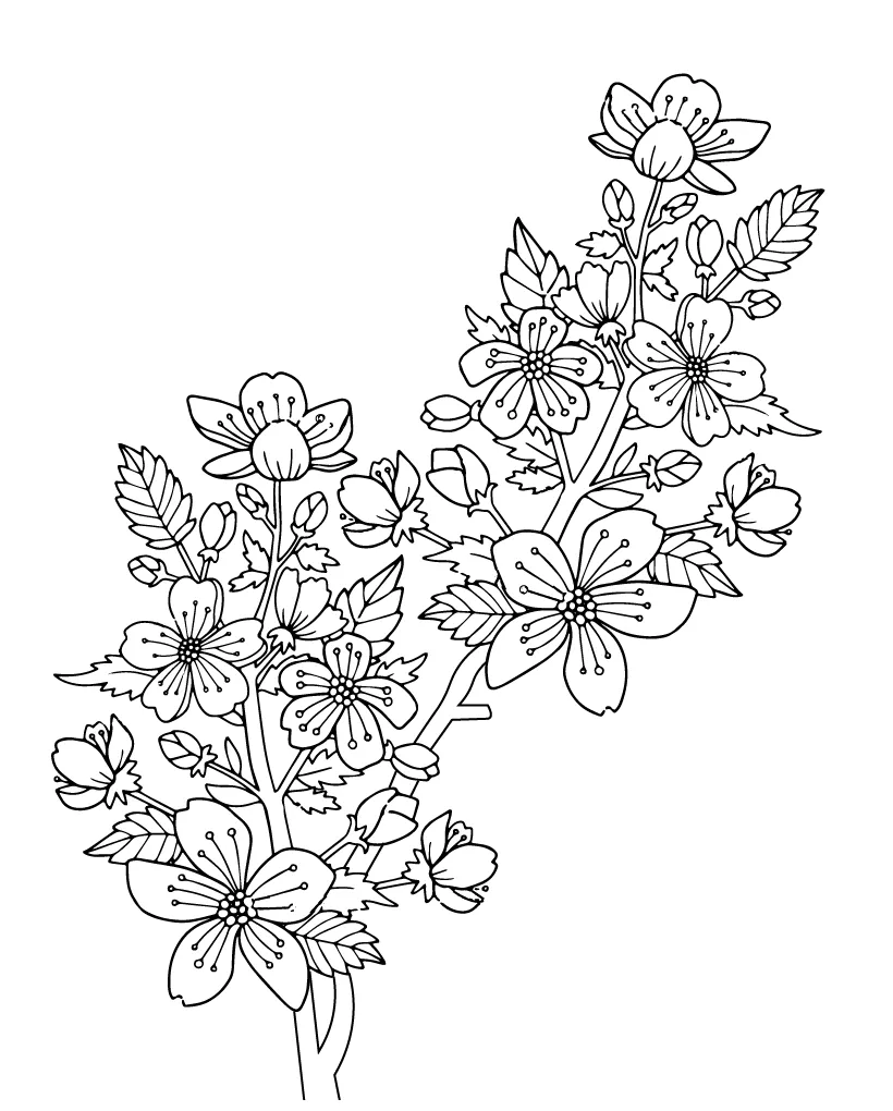 Cherry blossom coloring page