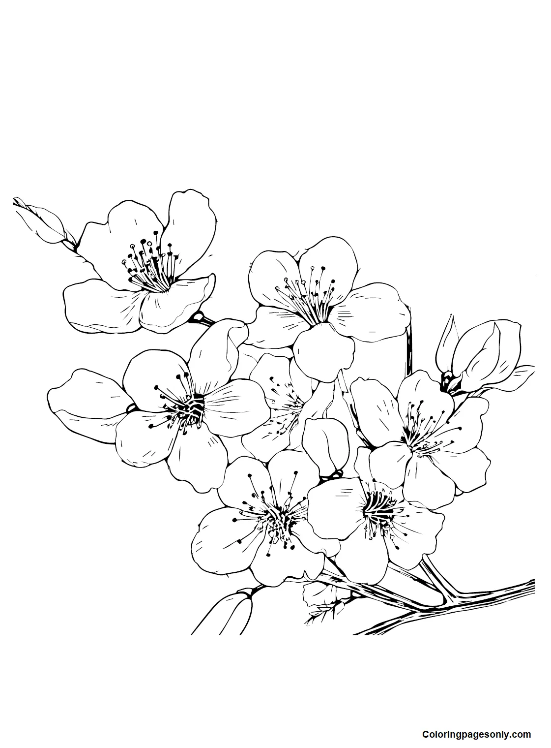 26 s coloringpagesonly