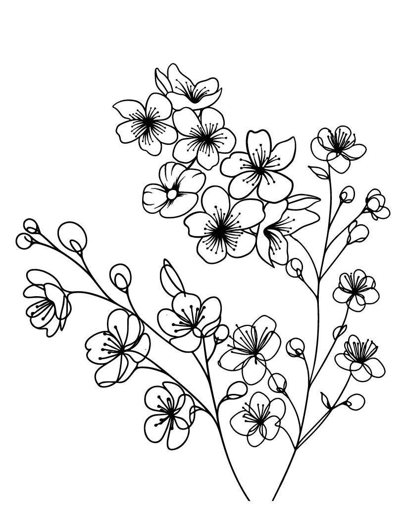 Cherry blossom coloring page