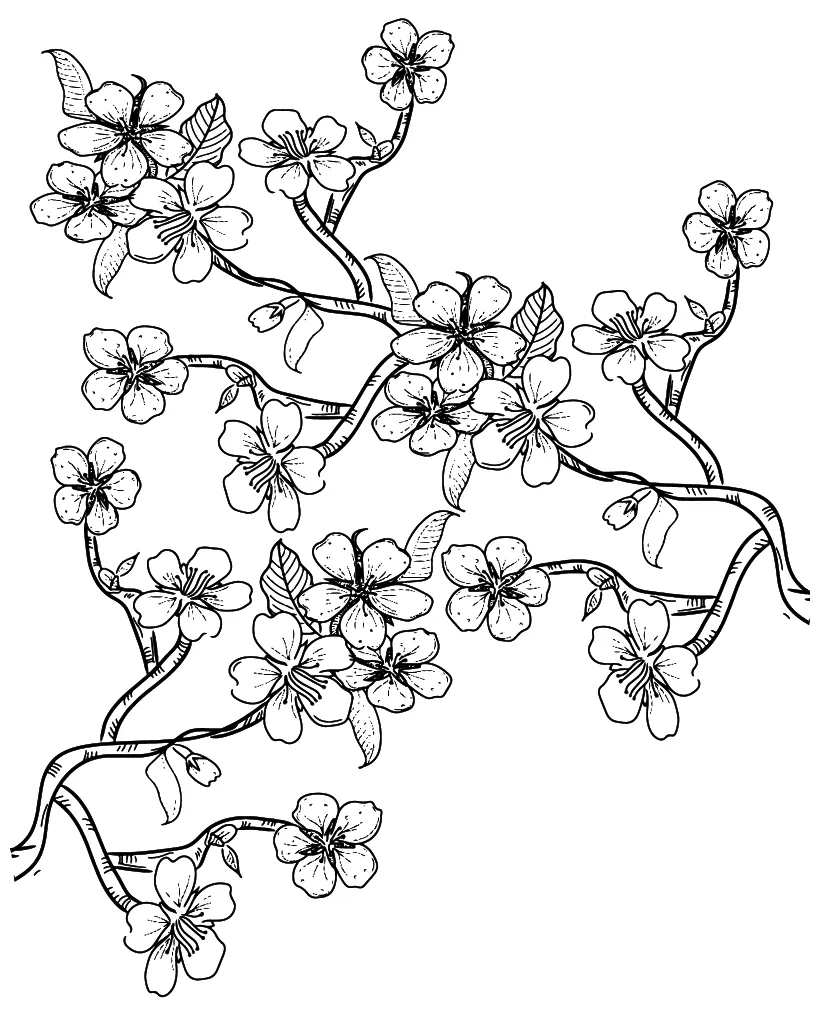 Cherry blossom coloring page