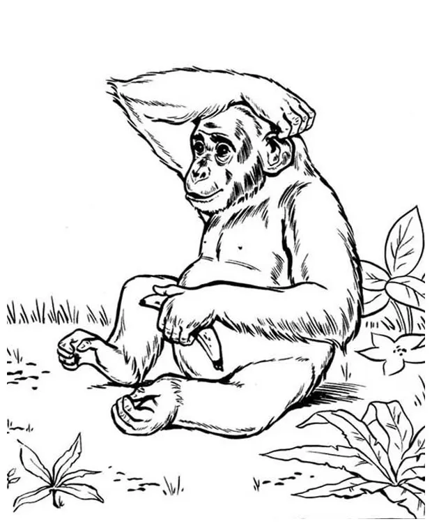 Coloring Page: Hungry Chimpanzee Eating Banana