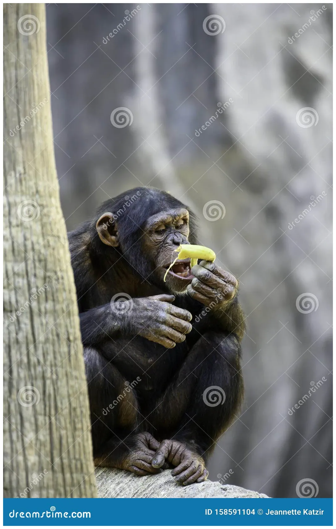 Chimpanzee Eating a Yellow Banana Stock Photo - Image of chimp, congo