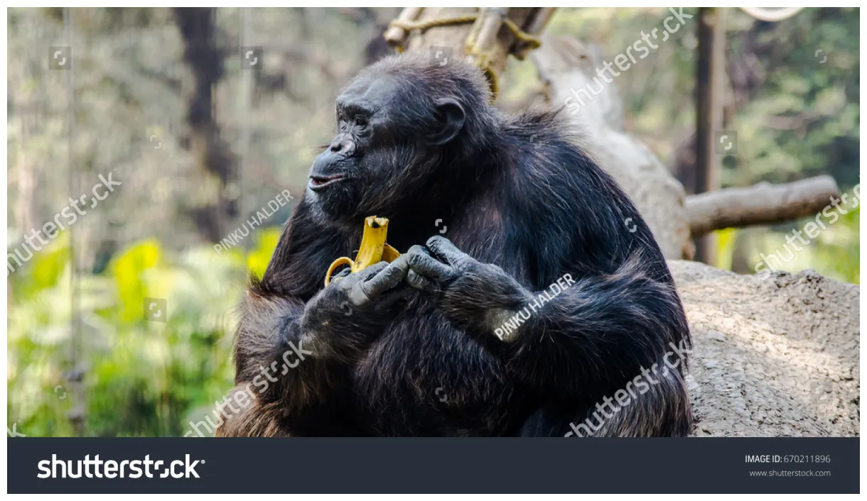 1,205 Chimpanzee Eating Banana Images, Stock Photos & Vectors