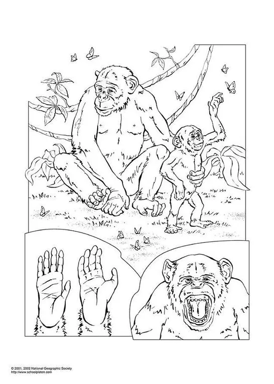 Coloring page chimpanzee free printables img 3052