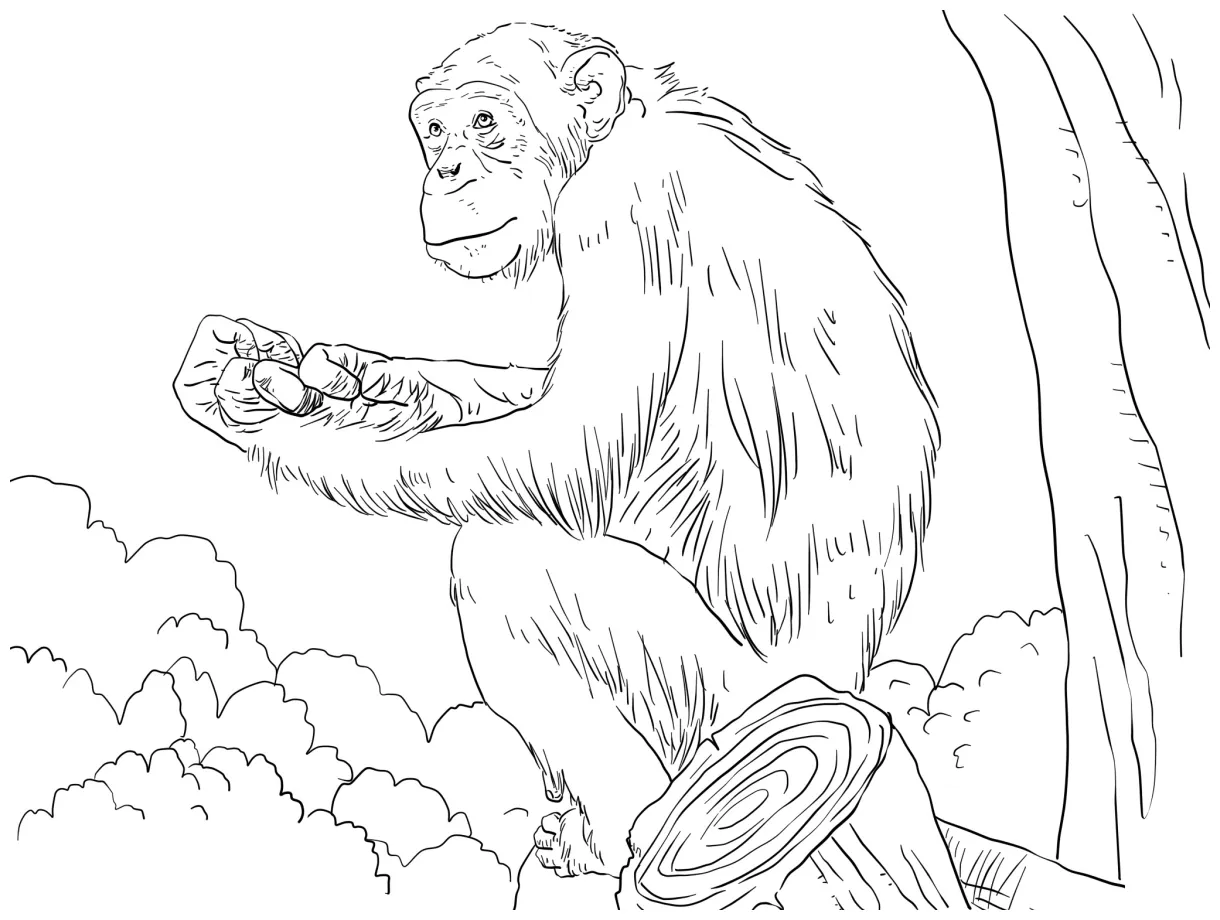 Free Printable Chimpanzee Coloring Pages For Kids