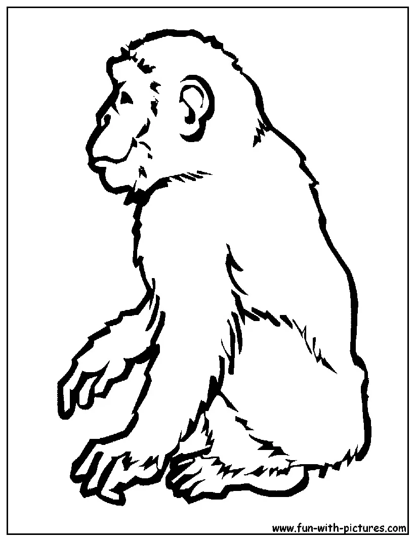 Chimpanzee Coloring Page at GetColorings.com | Free printable colorings