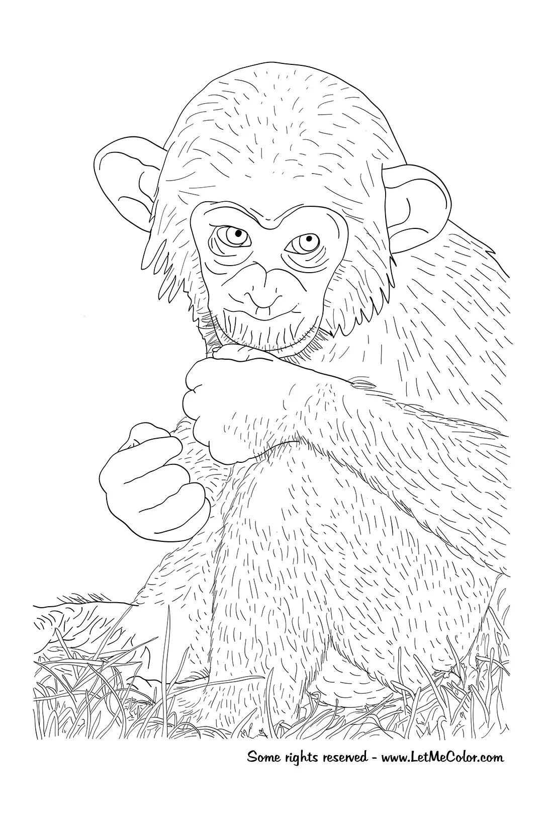 Chimpanzee coloring page at getcolorings free printable colorings