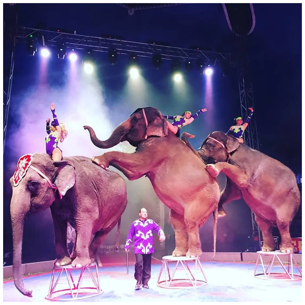 Circus Photos | Circussaurus