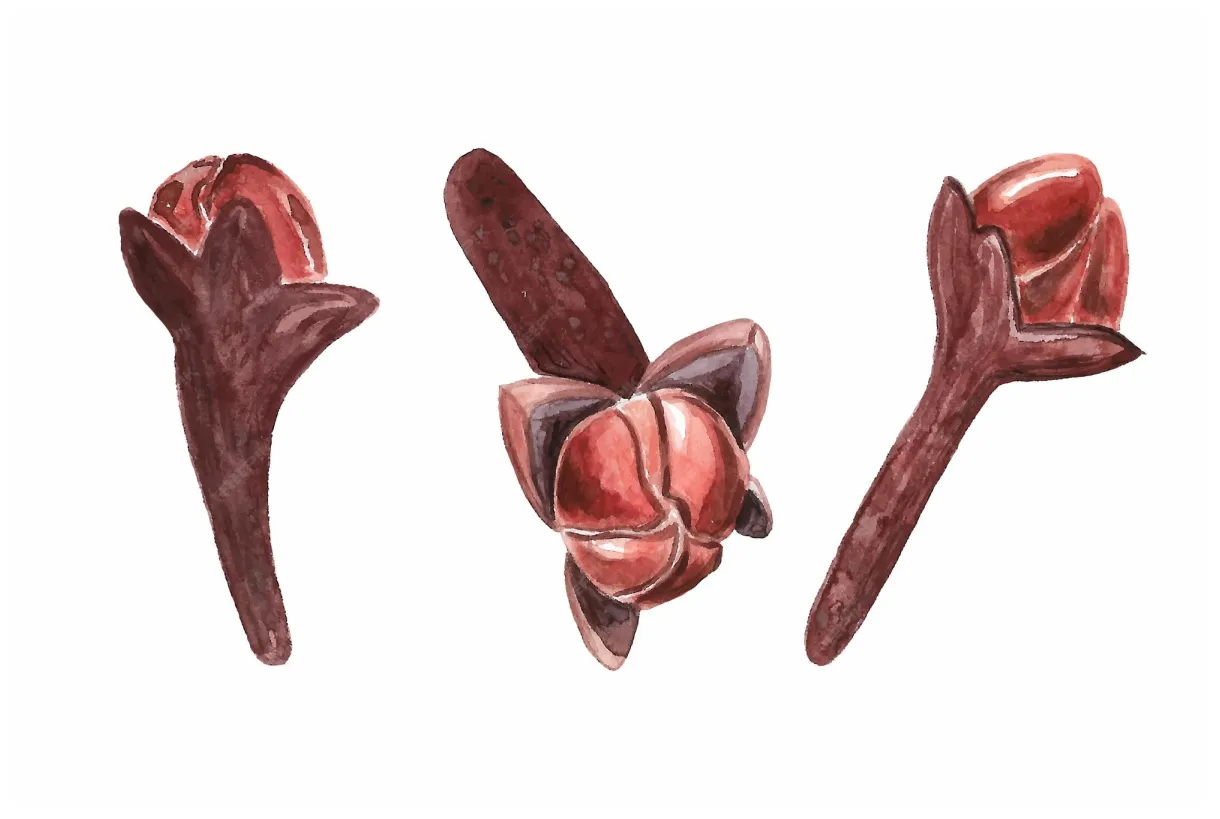 Premium vector watercolor spice clove tree