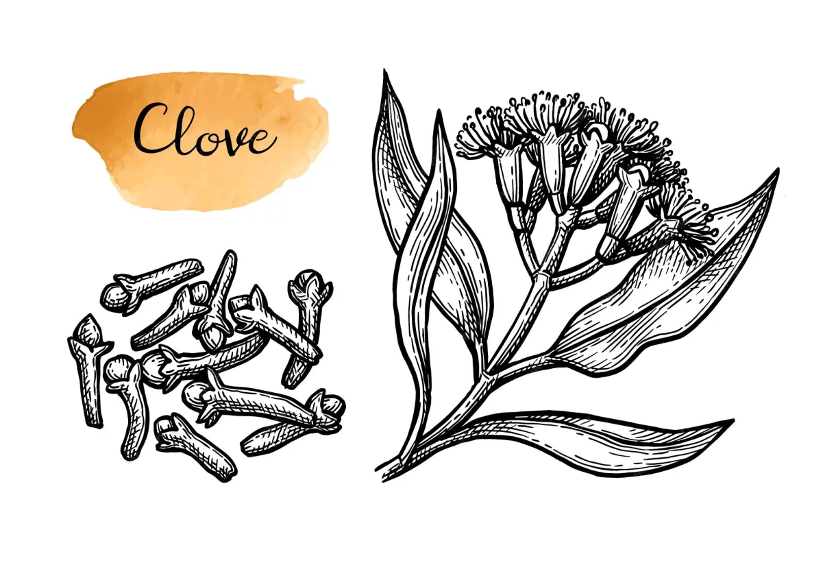 Premium vector clove spice ink sketch printable coloring page