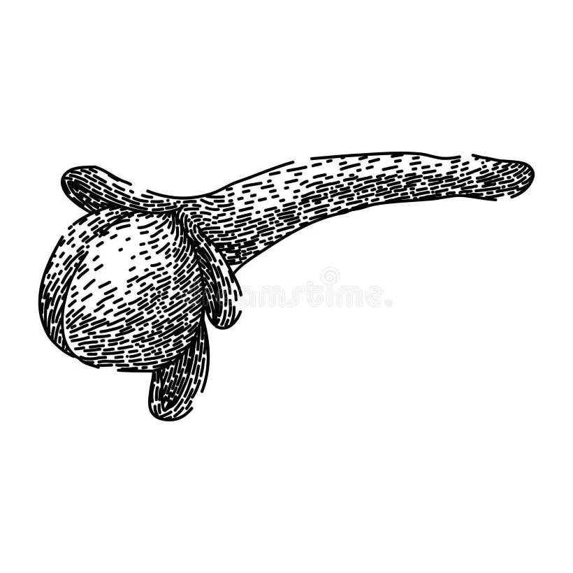 Natural clove spice sketch hand drawn vector stock vector