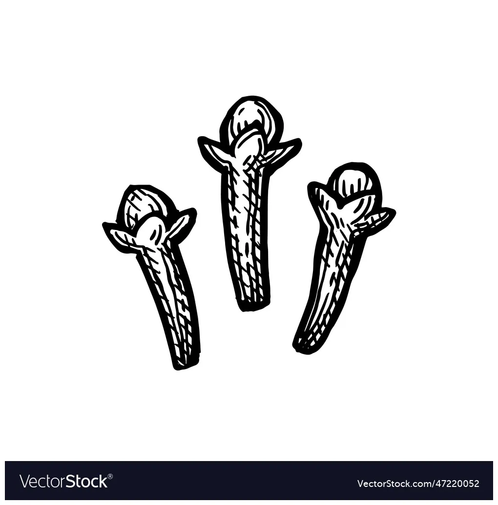Clove spice ink sketch vector