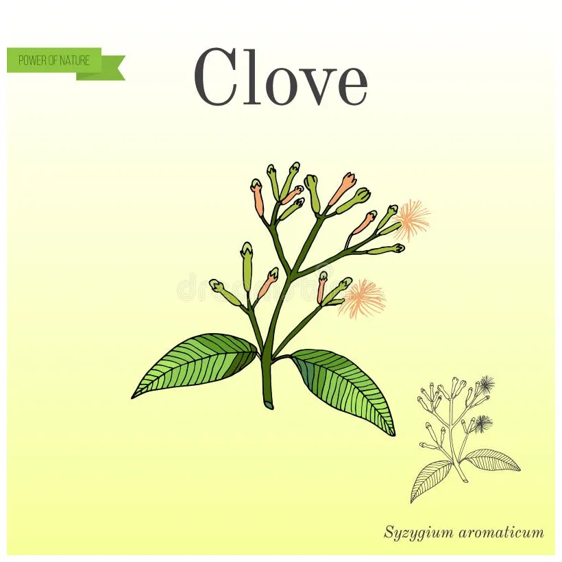 Clove, natural spice stock vector. illustration of spices 102781734