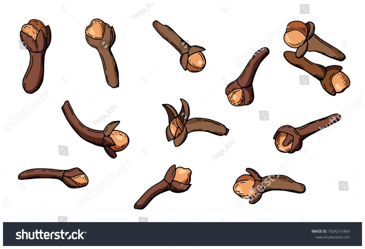 Clove spice vector illustration white stock vector royalty