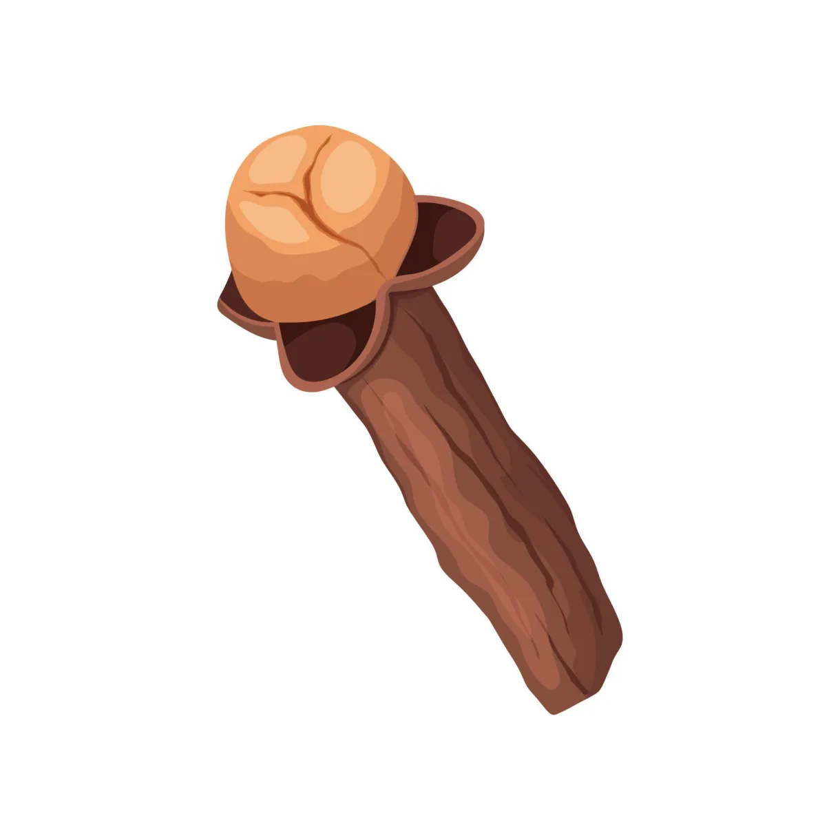 Clove spice cartoon vector illustration 20295619 vector art at vecteezy