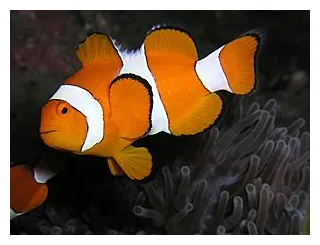 Clownfish Facts for Kids