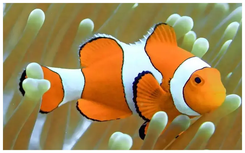 Percula Clownfish | Quarantined Fish