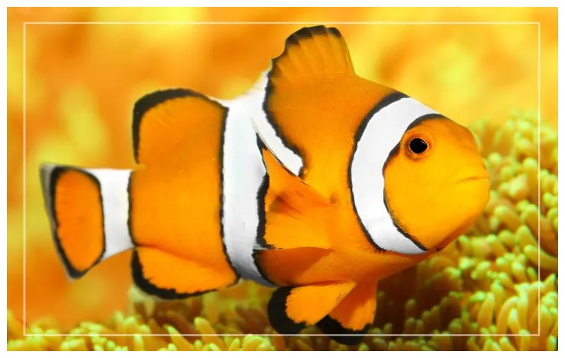 10 fun facts about clownfish