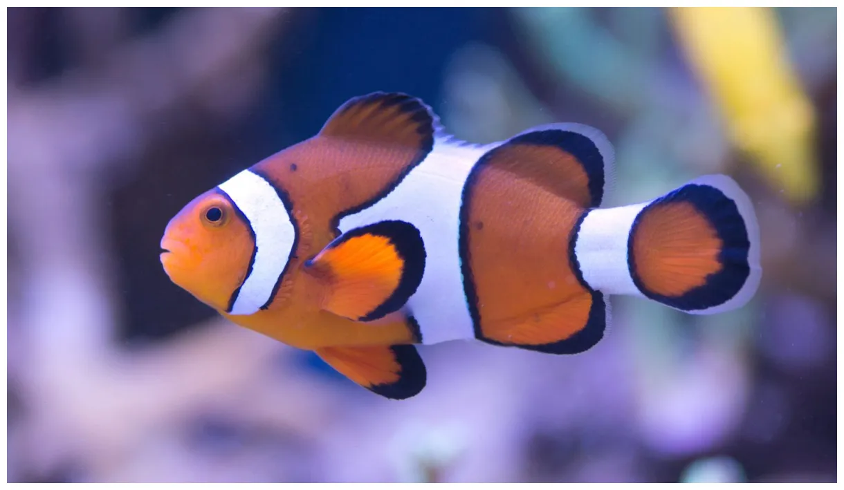Ocellaris clownfish amphiprion ocellaris ultimate care guide fish