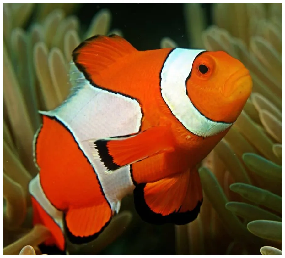 Ocellaris percula clownfish mi arrecife