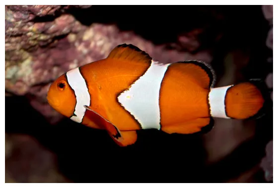 "ocellaris clownfish" s browse 5,528 s, vectors, and printable coloring page