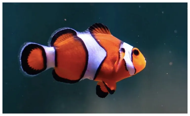 How long do clownfish live?