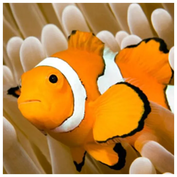 Adopt a clownfish oceana marine wildlife adoption and gift center