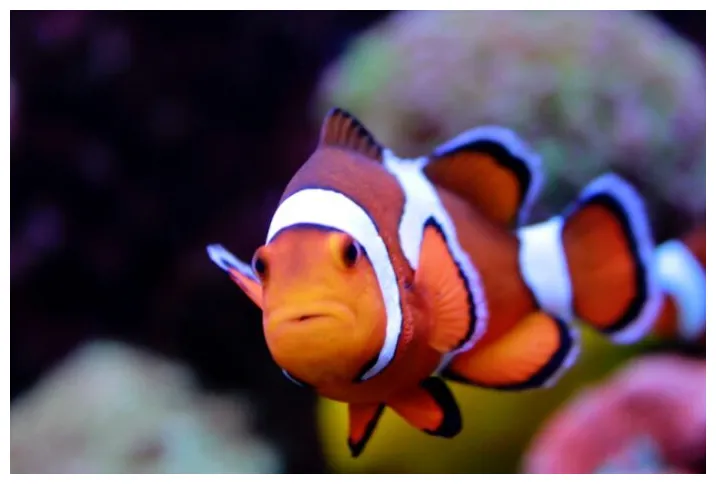 Dive into Diversity: Exploring the Different Types of Clownfish and Its