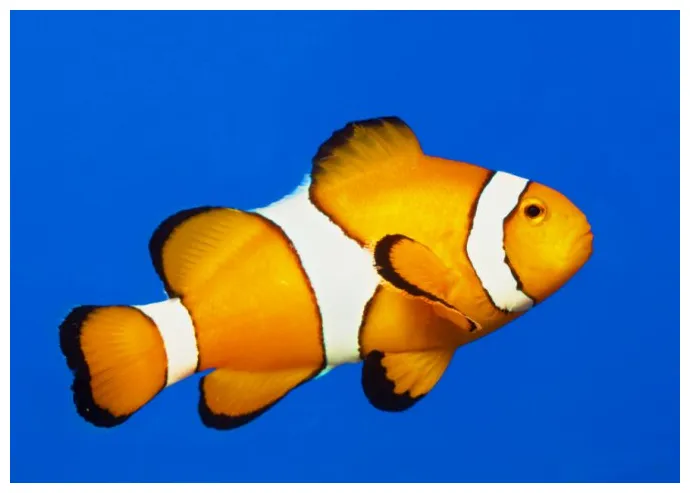 Will a solitary clownfish still change sex? - Practical Fishkeeping