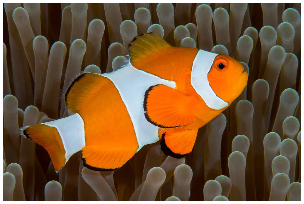 Ocellaris vs percula clownfish