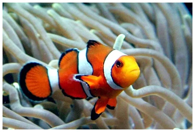 Clownfish – "OCEAN TREASURES" Memorial Library