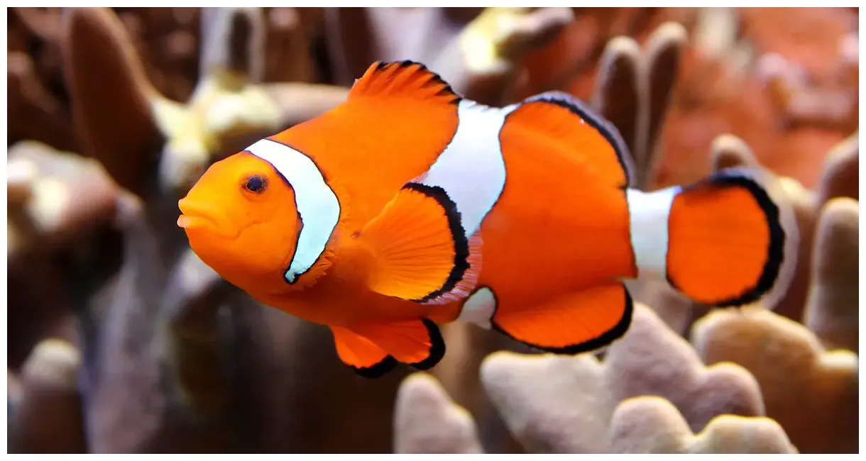 Ocellaris Clownfish | The Animal Facts | Appearance, Diet, Habitat, Range