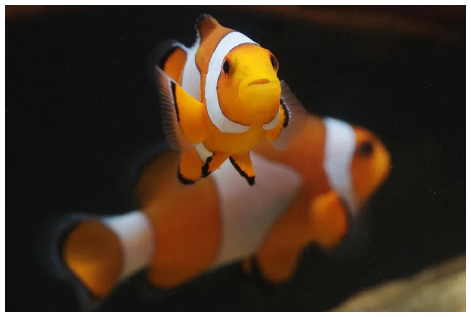 Can Clownfish Live in Freshwater? - Avid Aquarist