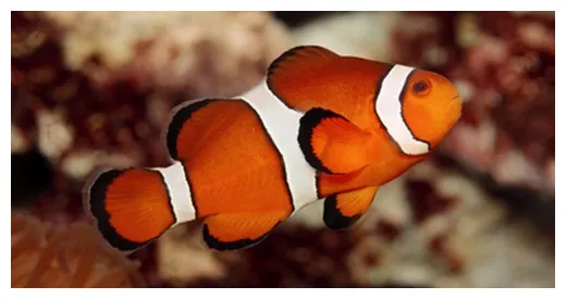 ปลาการ์ตูน clownfish tuemaster เรียนออนไลน์ ม.ปลาย