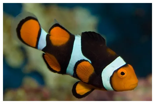 10 Facts about Clownfish - Fact File
