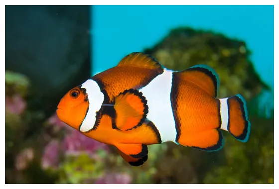 「clownfish」の画像 26,084 件の stock 写真、ベクターおよびビデオ adobe stock