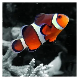 Percula clownfish canberra aquarium