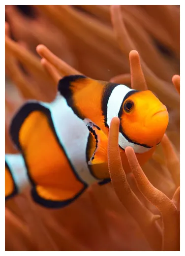 Maya the clownfish mermaid fan casting