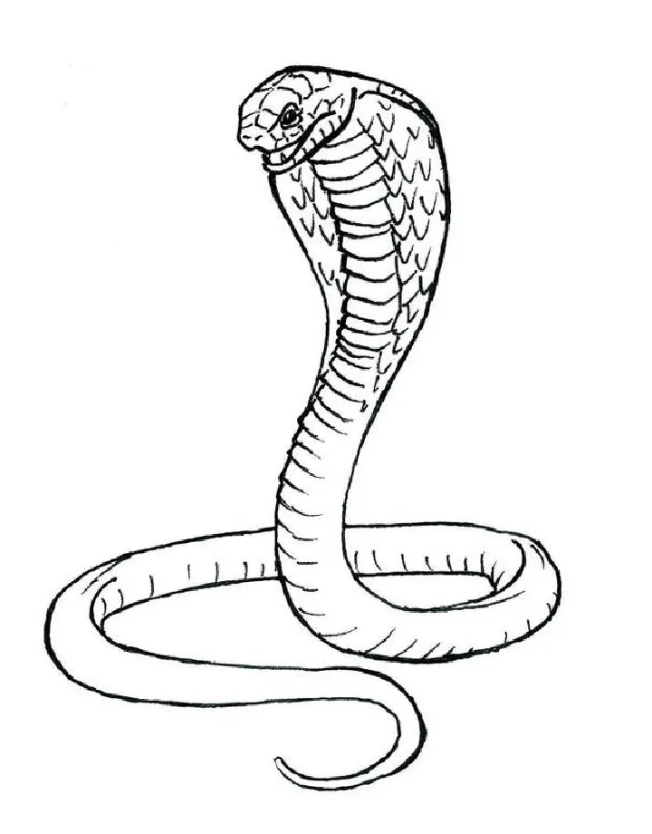 Cobra Snake Coloring Page (Free Printable PDF)